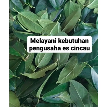 1kg Daun Cincau Perdu (Kemasan Karton Box)