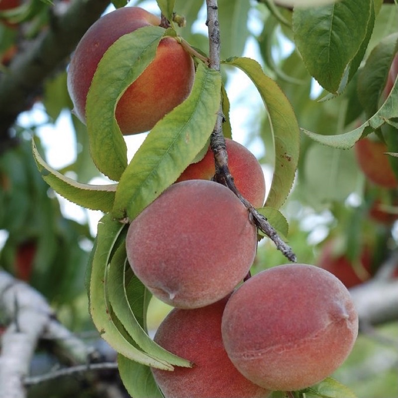Bibit Tanaman Buah Persik / Buah Peach