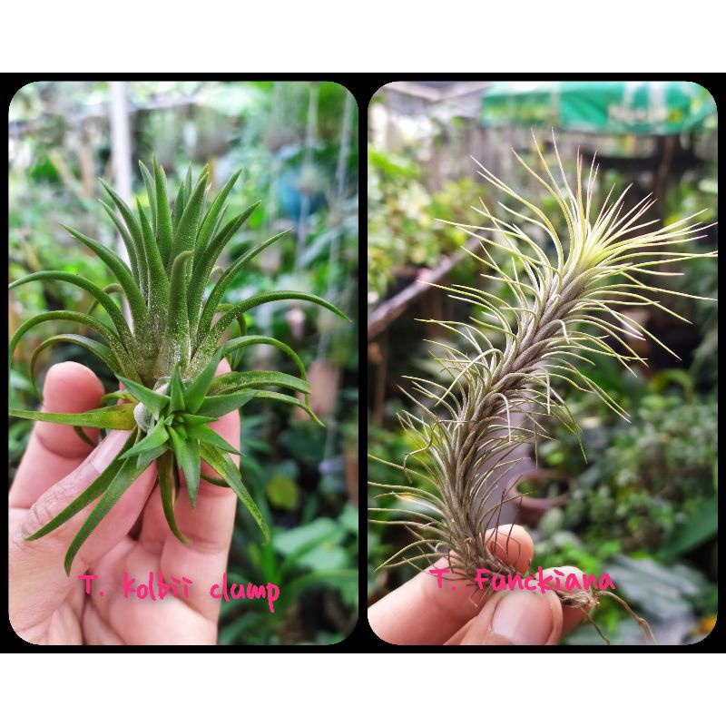 Tillandsia 2 plant ( tillandsia kolbi+anak dan tillandsia Funckiana dewasa )
