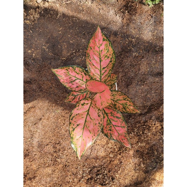 aglonema lady valentin