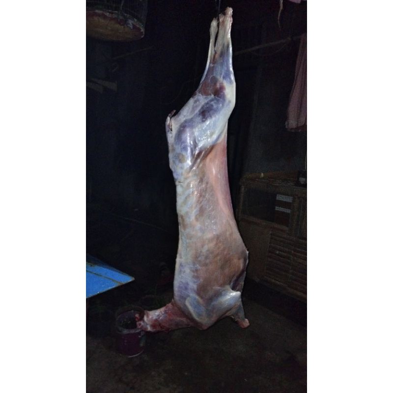 

karkasan kambing muda
