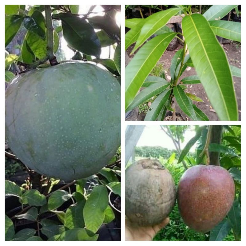 bibit buah mangga kelapa