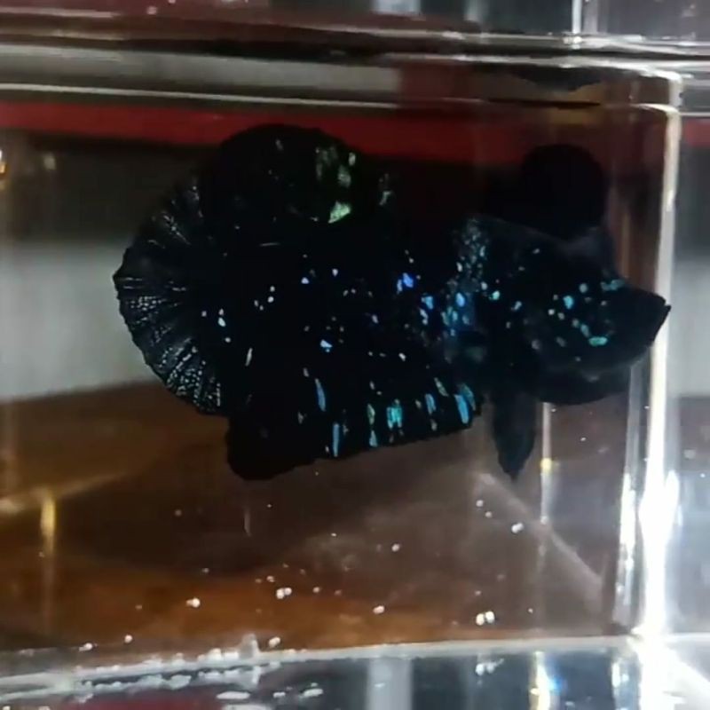 CUPANG AVATAR GORDON DAN VAMPIRE