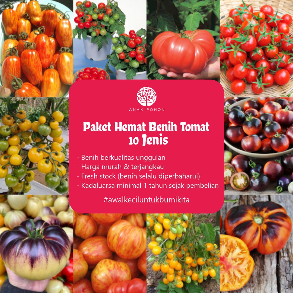 PAKET HEMAT - Benih Tomat Heirloom Tomato 10 Jenis Varian Seeds - Total 50 Biji