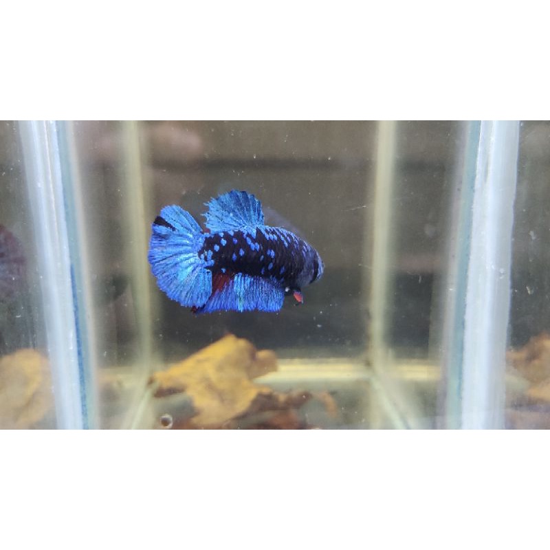 IKAN CUPANG INDUKAN AVATAR GORDON GREEN METALIC RINTIK GRADE