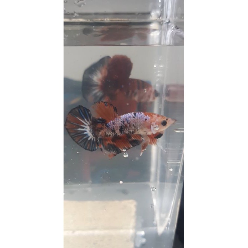 ikan cupang nemo cooper / jantan