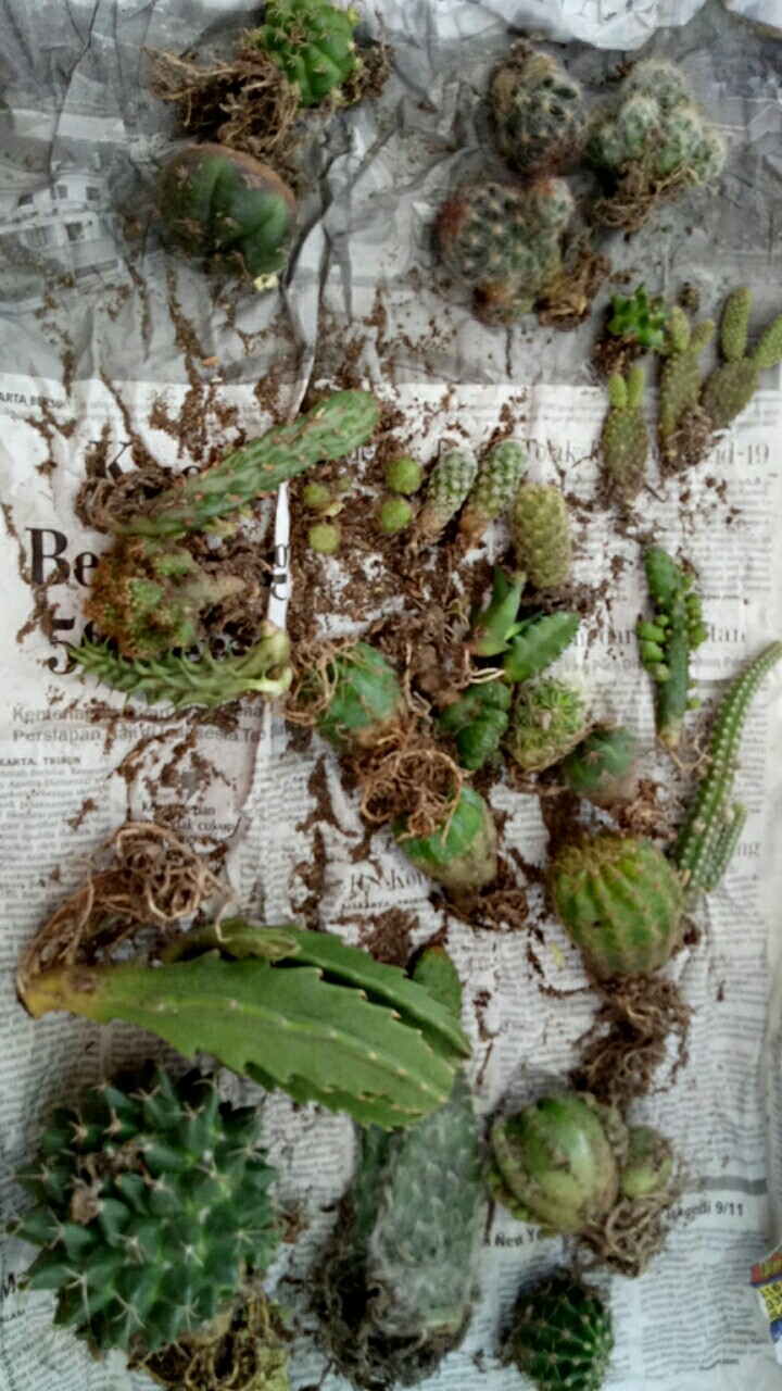 Ownroot Murah (bisa Pilih Kode)