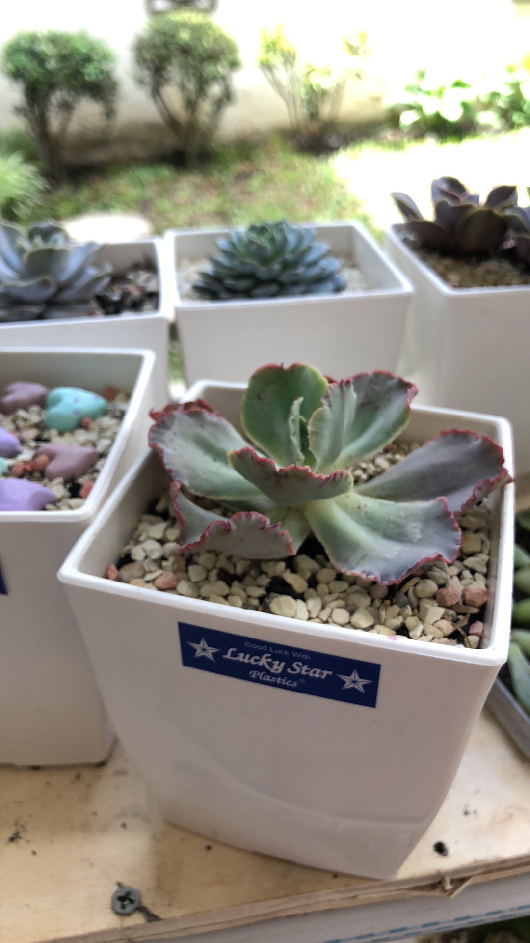 Sukulen Dan Kaktus Mini (echeveria ‘crinoline Ruffles’)