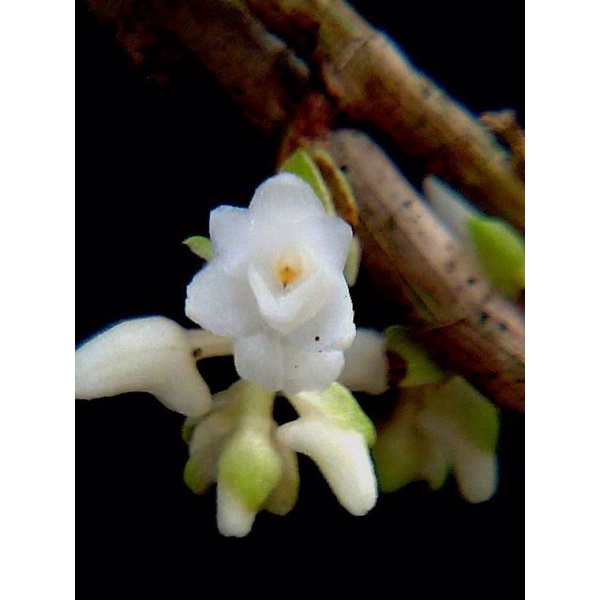 Anggrek appendicula/ anggrek hutan anggrek mini