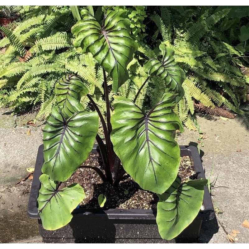 Bibit tanaman hias colocasia paraohmask / umbi colocasia import