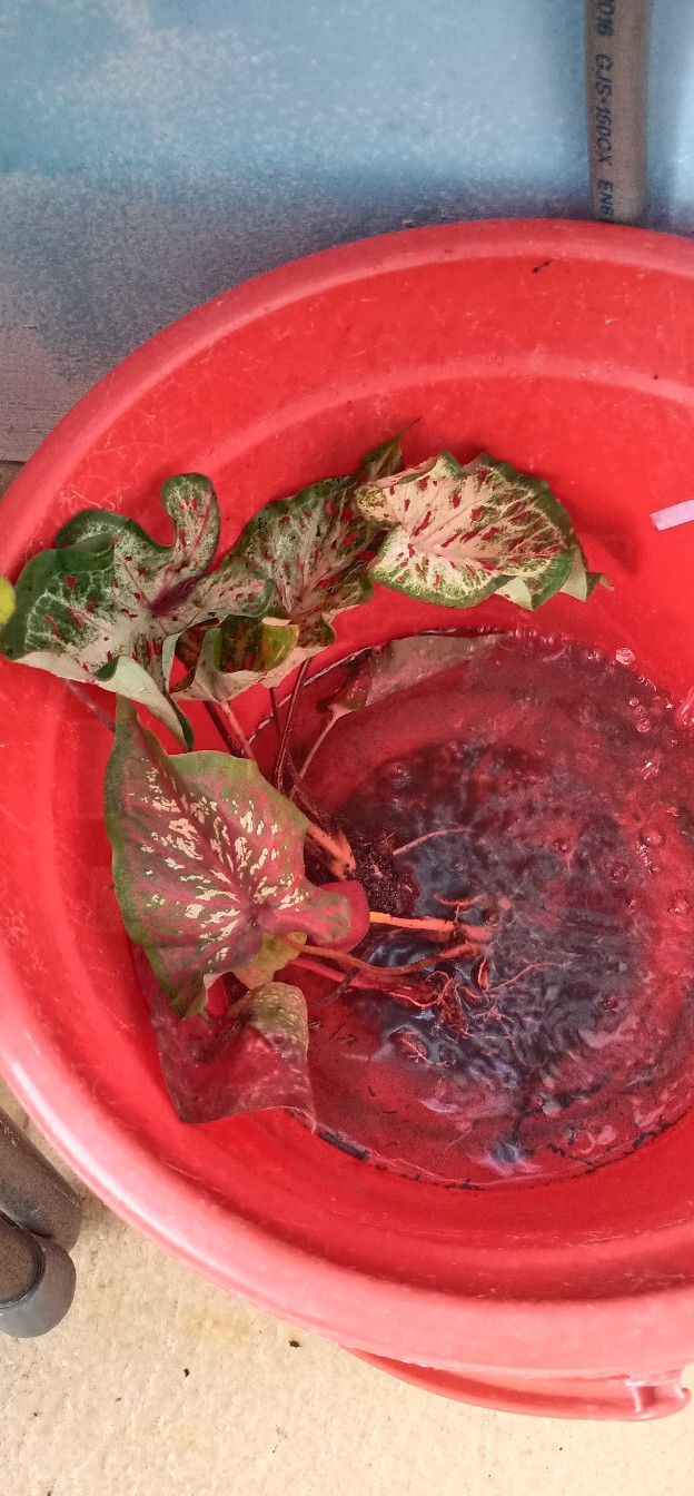 Caladium Ace Of Heart / Bibit Keladi Ace Of Heart Dikirim Anakan