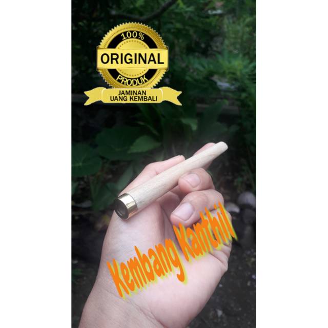 Pipa once cangklong kayu kembang kanthil Grade A 10-12cm