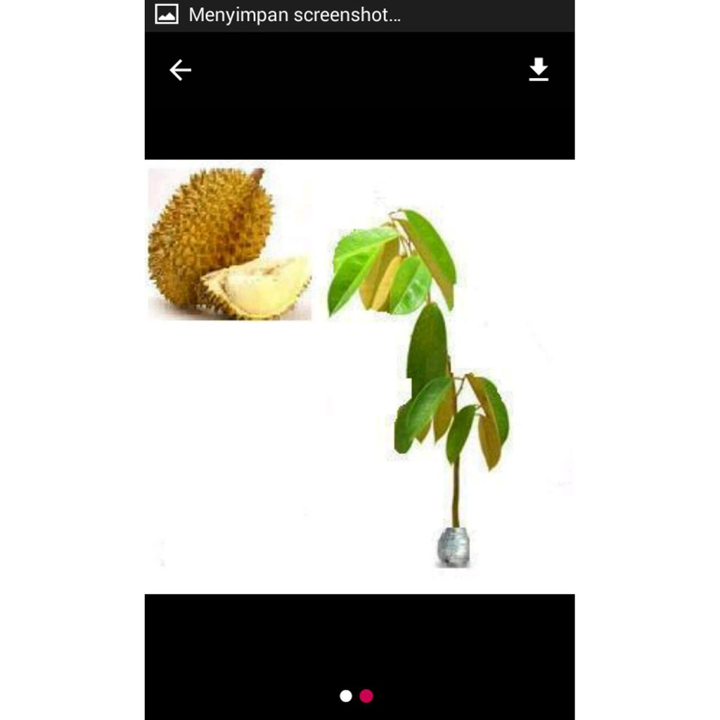 Kw+ Bibit Durian Musangking Asli =£1