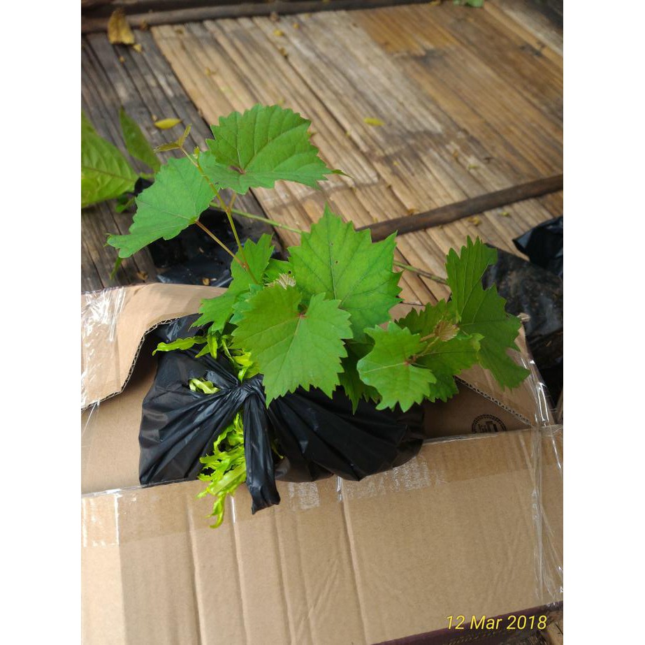 trm Jual bibit anggur | tanaman buah merambat bisa untuk penghias bergola