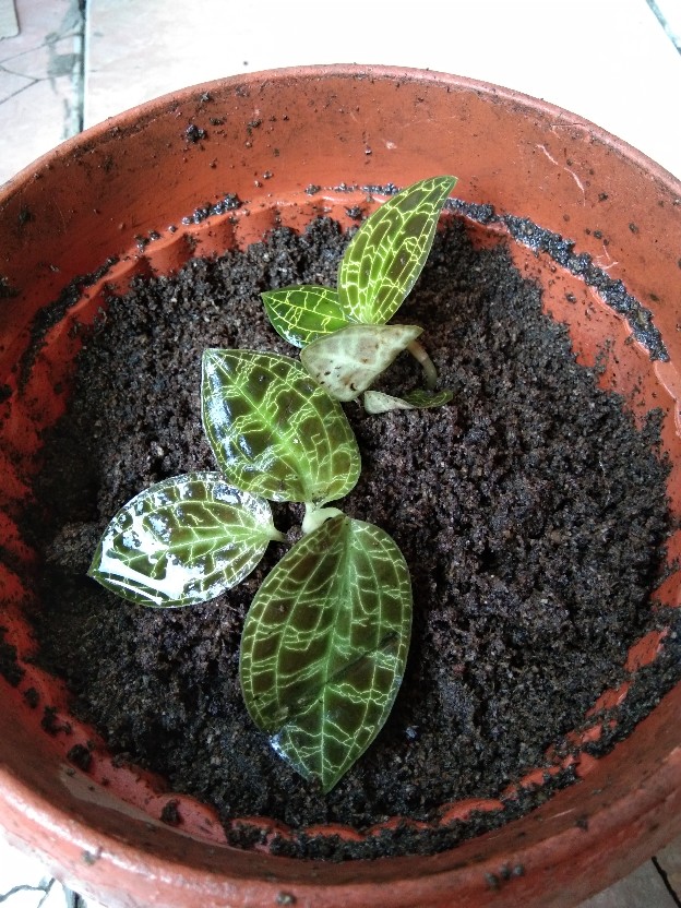Jewel Orchid Nephelaphyllum Red Promo Bonus Pot