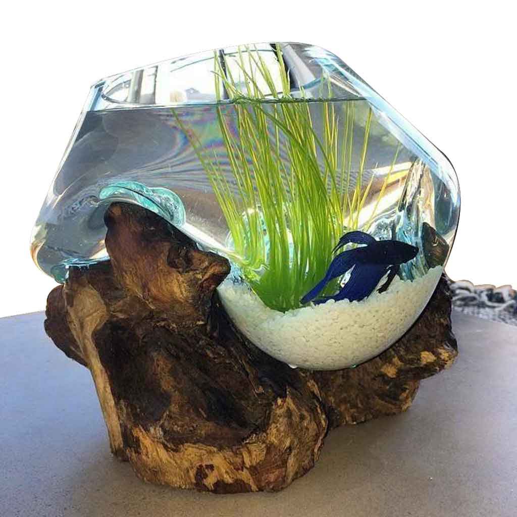 AQUARIUM IKAN CUPANG UKURAN XXL / AQUARIUM  + AKAR KAYU UNIK