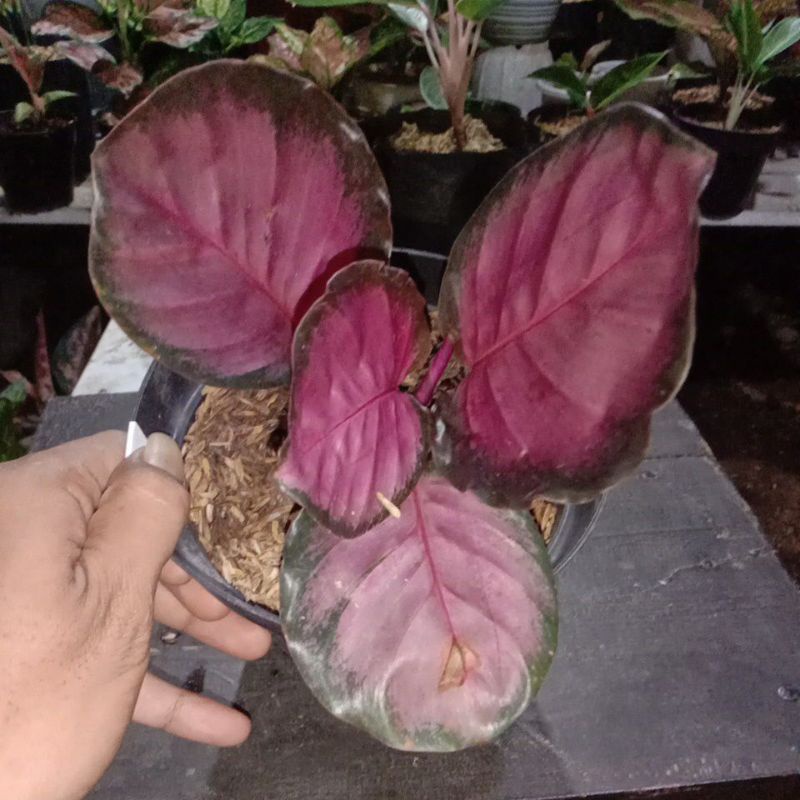 calatea crimson