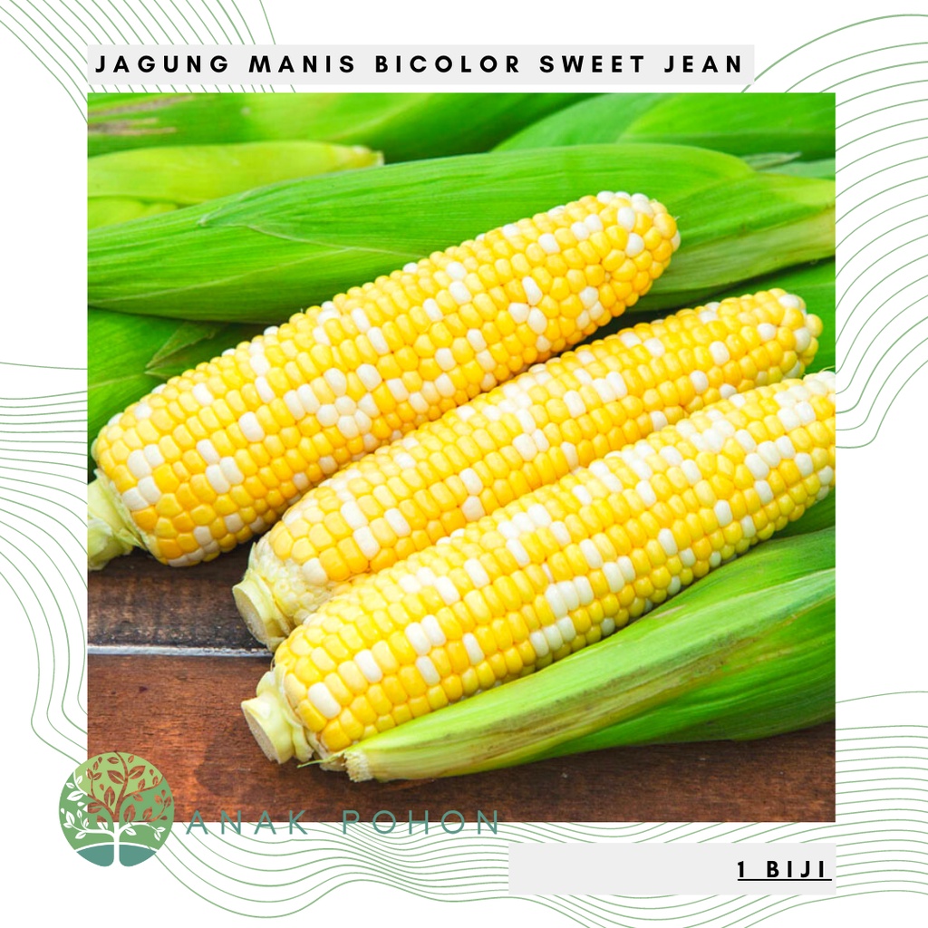 Benih Bibit Biji - Jagung Manis Sweet Jean Bicolor Belang Kuning Putih Hibrida Seeds - Panen Dalam 70 Hari