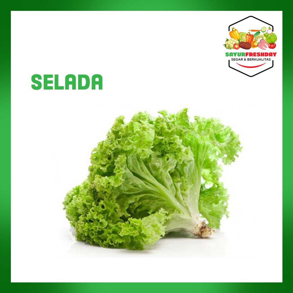 

Selada 1 ikat
