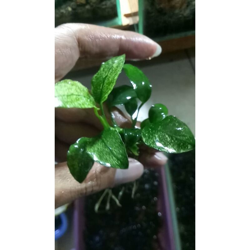 Anubias Pinto indukan