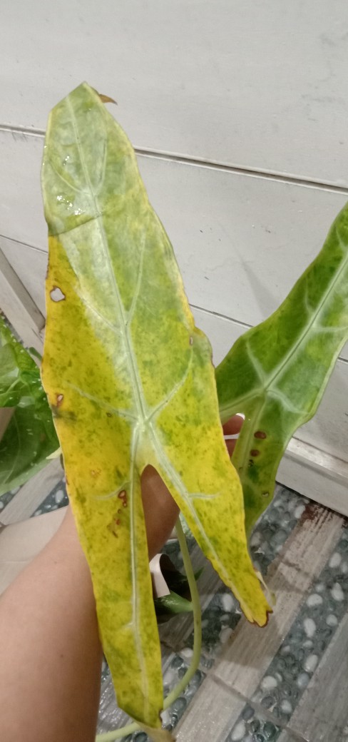 Alocasia Kupng Kelinci Murah