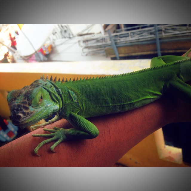 Hewan Gren Iguana Shopee Indonesia