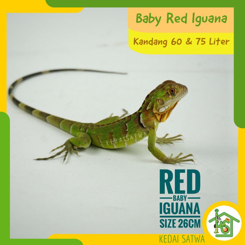 Red Iguana | Iguana Baby | Iguana Hijau | Kedai Satwa