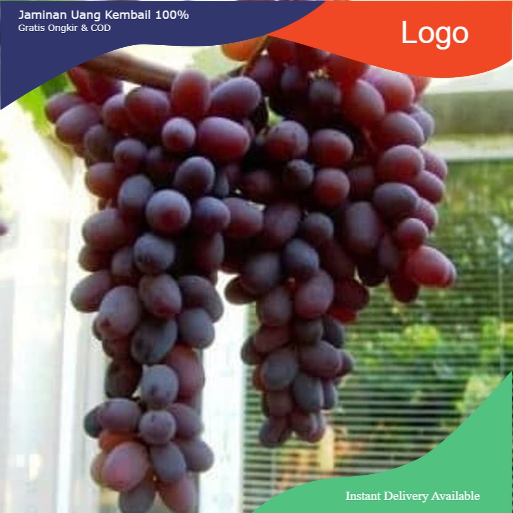 Bibit Anggur Jupiter Import