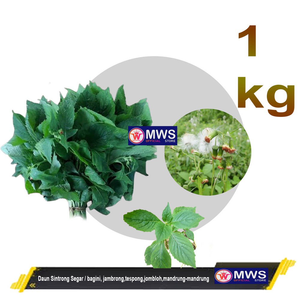 

Daun Sintrong Segar 1kg, bagini, jambrong,tespong,jombloh,mandrung-mandrung mws