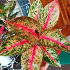 beby aglonema widuri lilin 1 pucuk daun