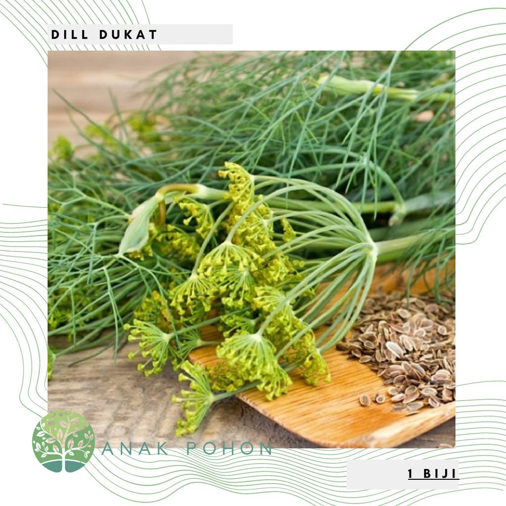 Benih Bibit Biji - Dill Dukat (Anethum graveolens) Herb Seeds - IMPORT