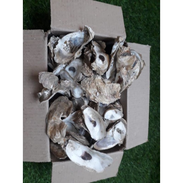 Oyster Shell Kulit Kerang Cangkang Kerang 1kg