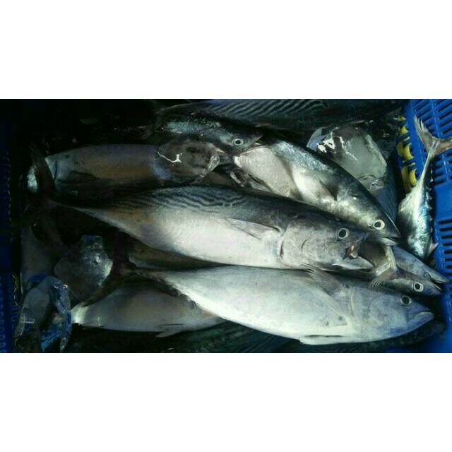 

Ikan cakalang frozen fish