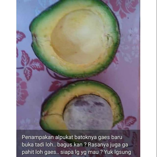 

ALPUKAT BATOK TIDAK PAHIT SAMPAI KE KULIT