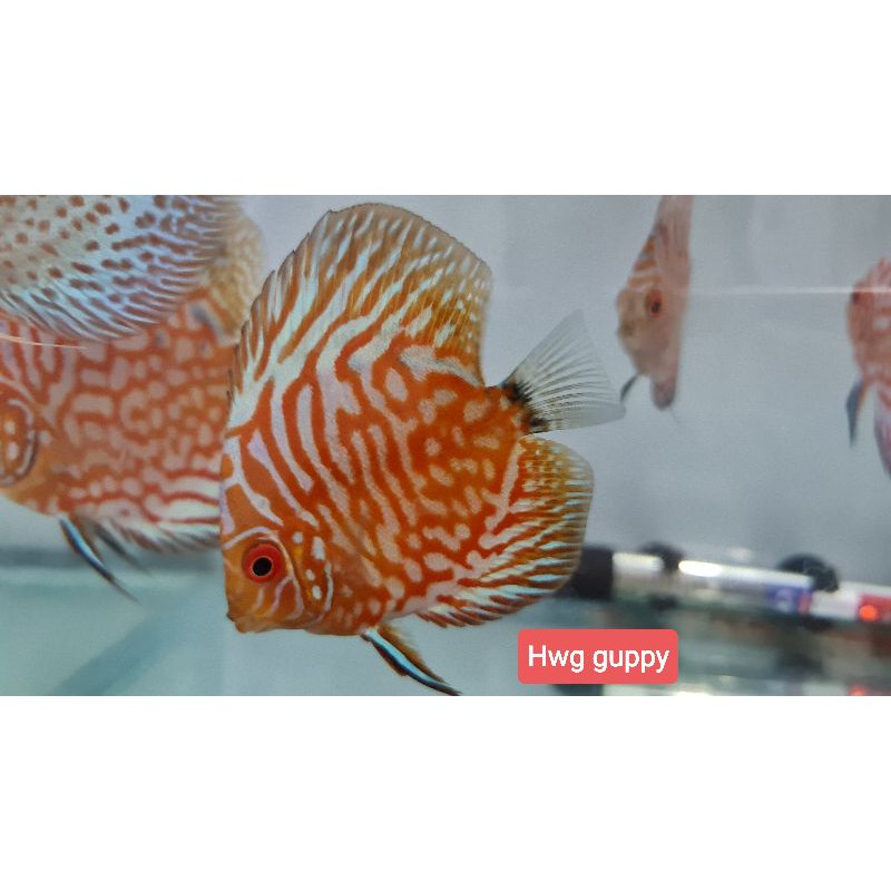 Ikan Discus Pigeon