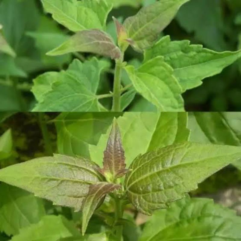 

DAUN BALAKACIDA KOPASANDA 500GRAM