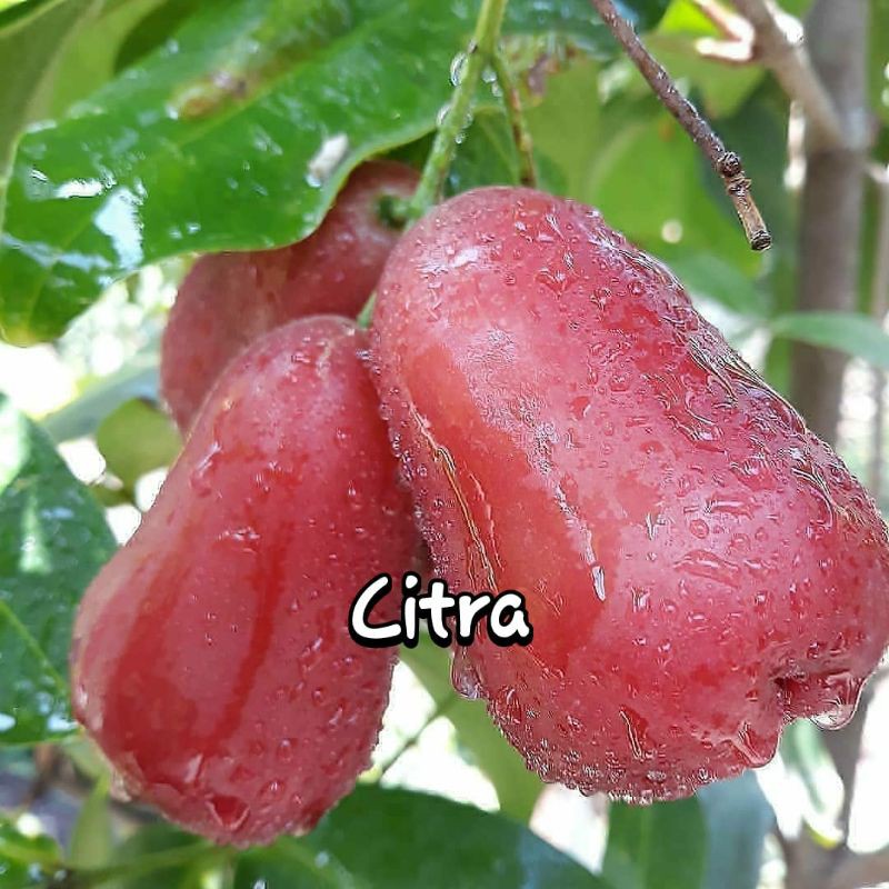 jambu citra super