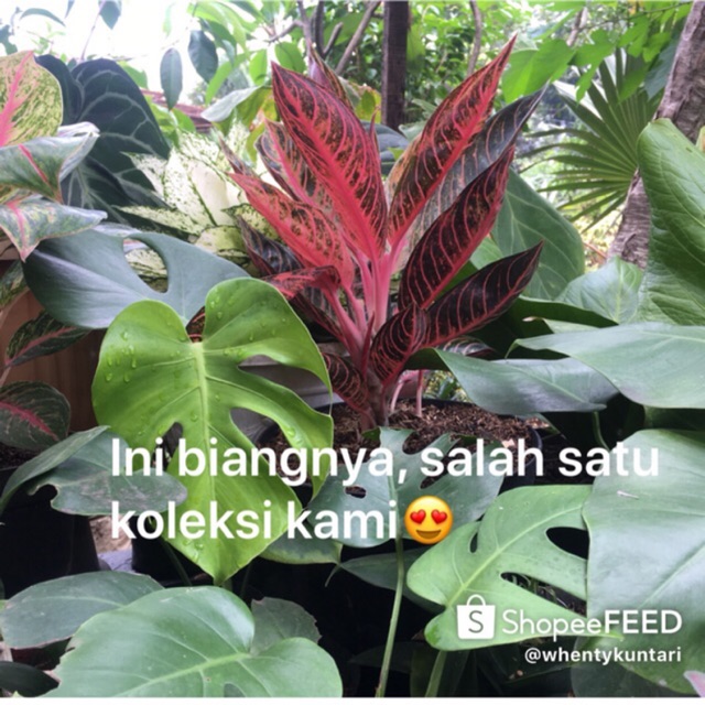 Aglonema Red Sumatra Dewasa