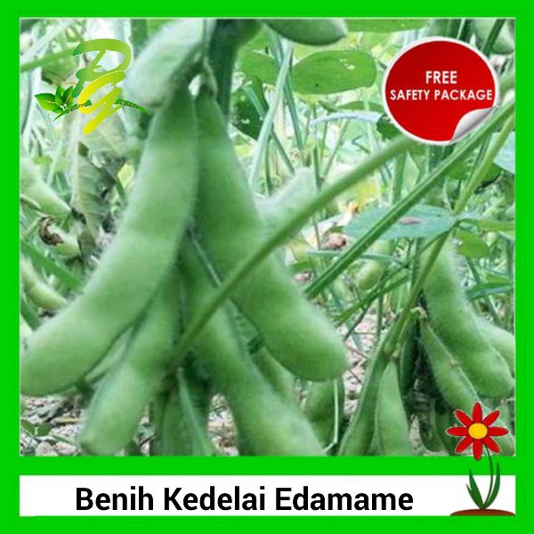 [Isi 500 Biji] Benih Biji Kedelai Edamame | Kacang Kedelai Edamame (Green Soybeans) | Kedelai Jepang