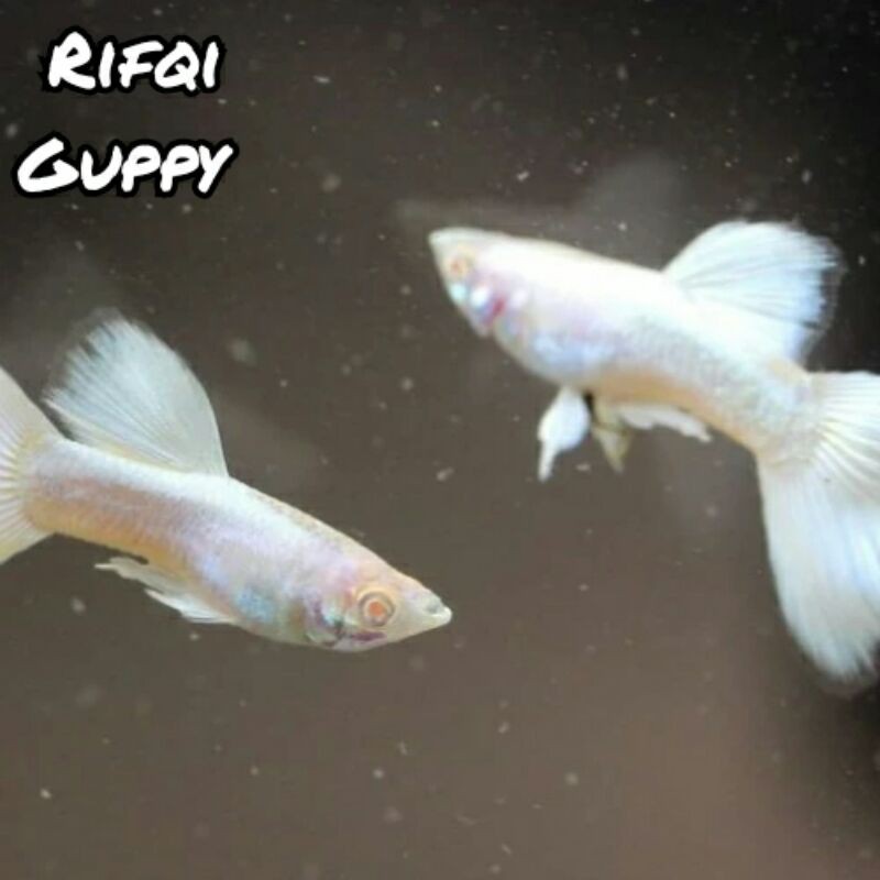 Ikan Guppy Albino Full Platinum (AFP) Ikan Hias
