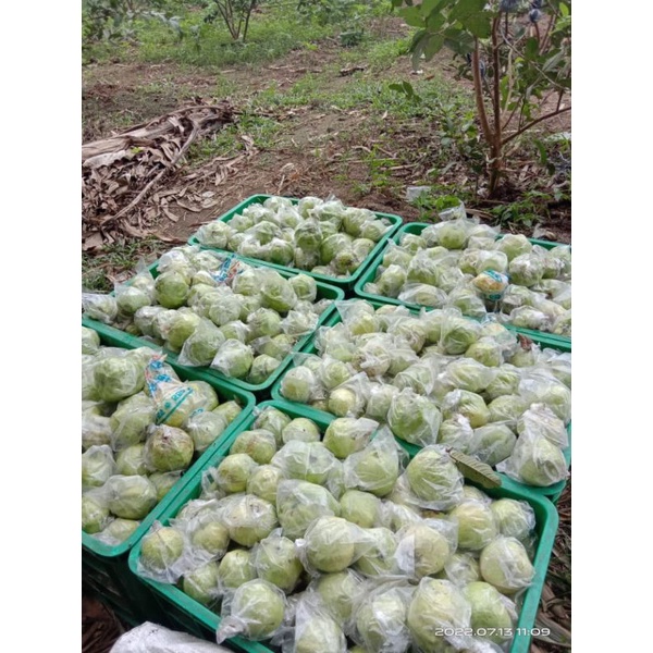 

jambu kristal kebumen