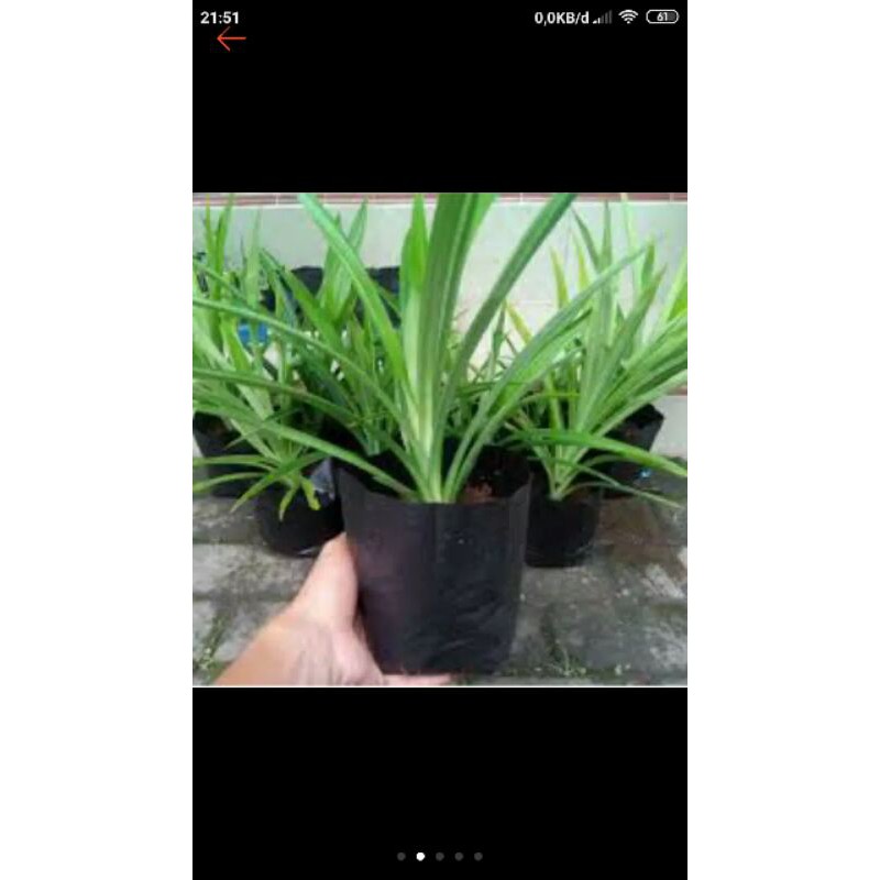 

bibit daun pandan wangi cabut