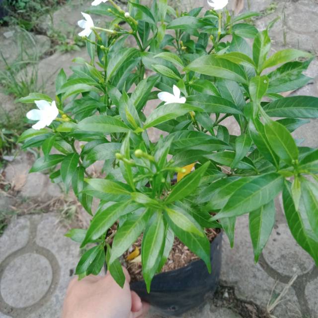 Tanaman Hias Melati Mini Hijau - bibit tanaman