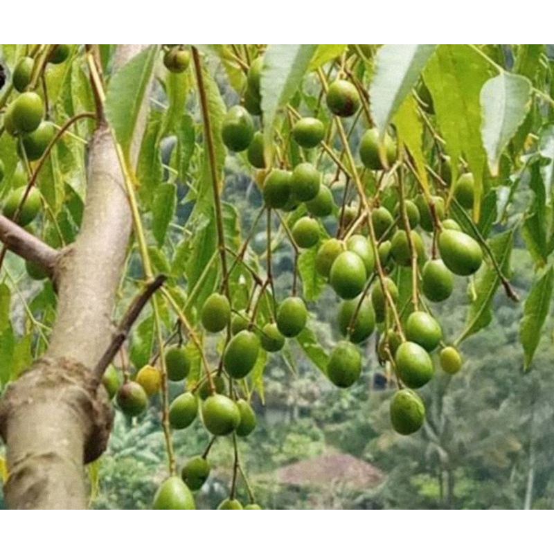 

BUAH MINDI SEGAR | MINDI BUAH (1KG)