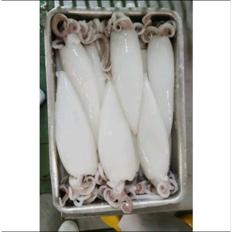 

CUMI LAUT SEGER FROZEN 500 gr