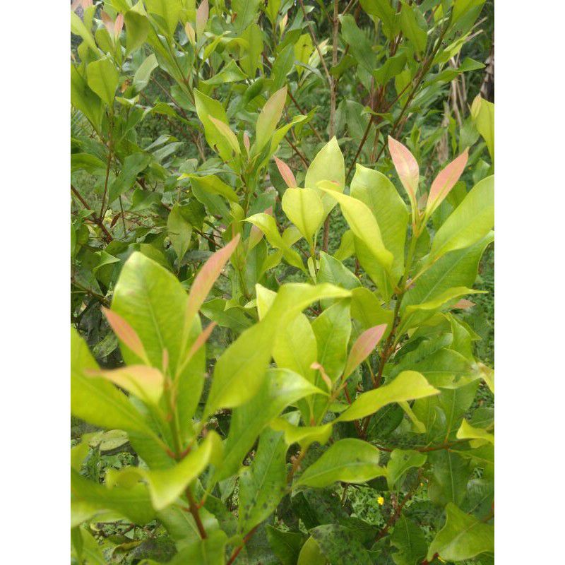

DAUN CENGKER SEGRA BUAT HERBAL