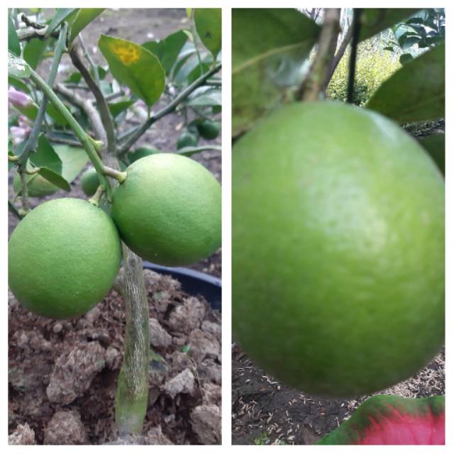 

Buah Lemon Jeruk California 1 Kg