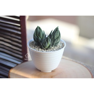 Haworthia POT  putih  CLUSTER indukan bunga sukulen zebra 