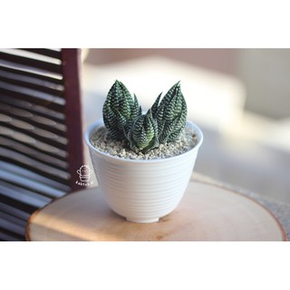 Haworthia POT  putih CLUSTER indukan bunga sukulen zebra 