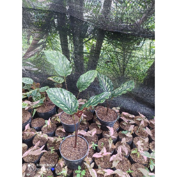 calathea Libyana